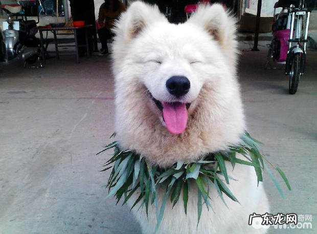 如何判断小狗吃没吃饱了?怎么知道萨摩耶是不是吃饱了