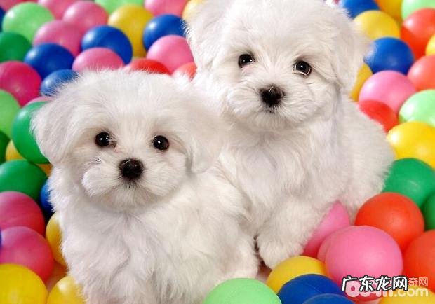 比熊应当怎么换犬粮?怎样调节比熊的食量