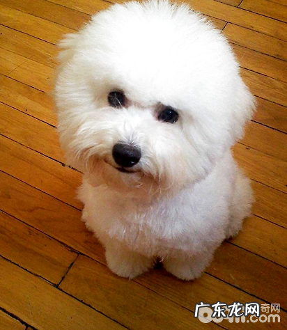 比熊幼犬从出世到两个月的生长发育整个过程