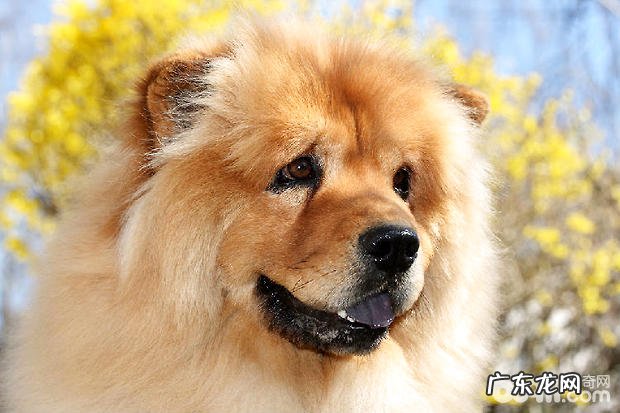 松狮狗狗应当怎么换犬粮