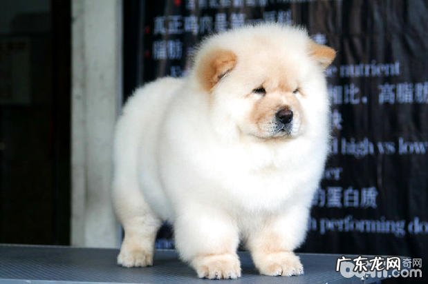 狗主饲养松狮进餐时的9个坏习惯