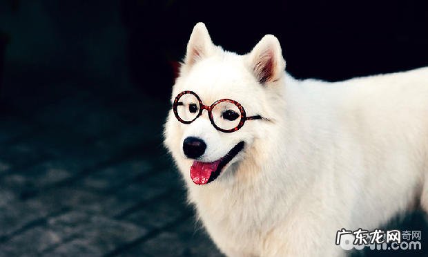 8种萨摩耶犬不可以吃的东西