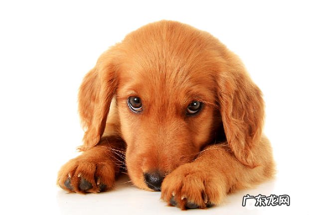 不断了14年的小狗喂养实验