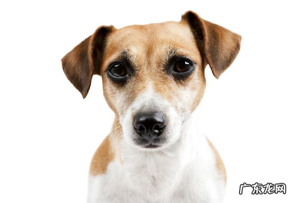 如何选择犬粮呢