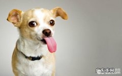 怎样劝阻犬护食的不良习惯