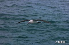 信天翁出现离婚潮，竟然是我们人类的原因