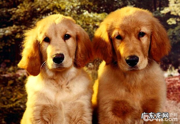 如何给金毛狗狗拆换犬粮