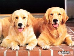 金毛狗狗一顿吃是多少犬粮才适合呢