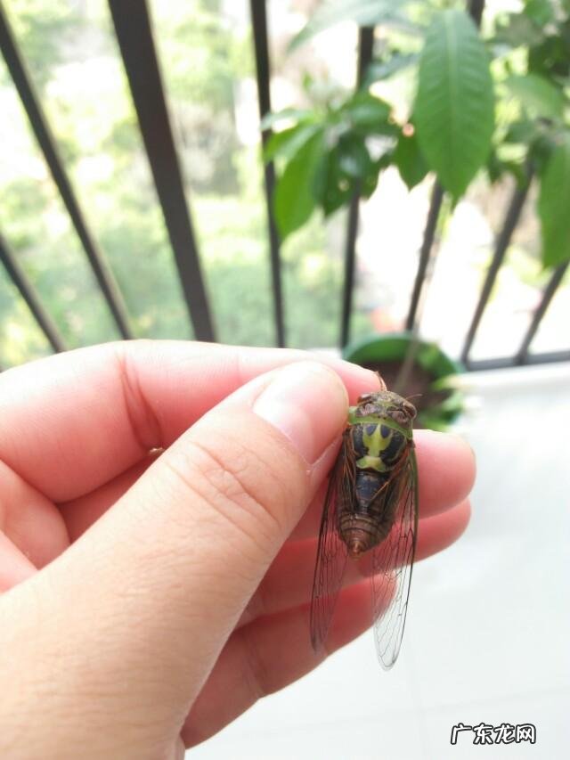 怎样才能在一个月之内减掉50斤而不反弹?