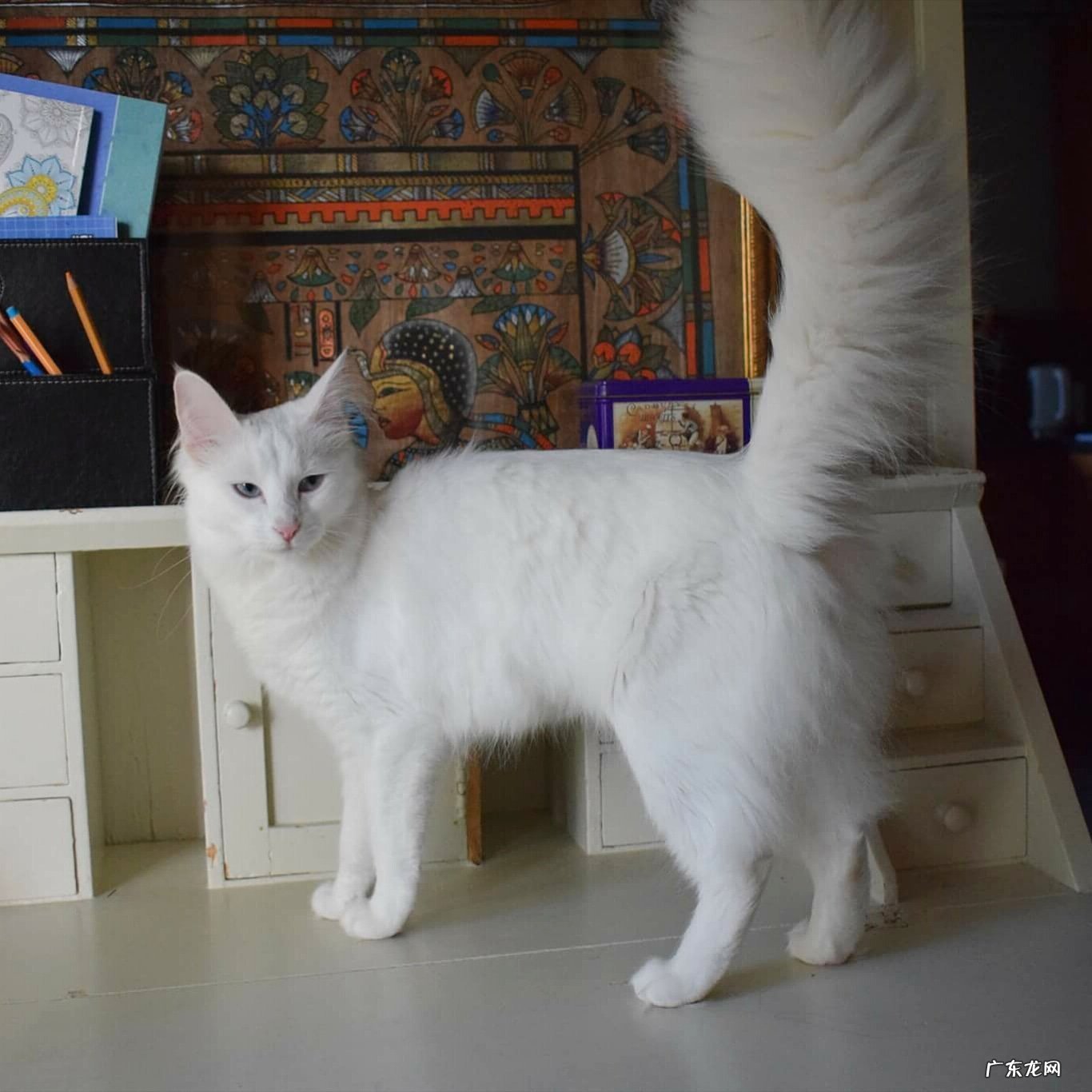 早上跳绳多久对身体有好处?是否起到减肥作用?