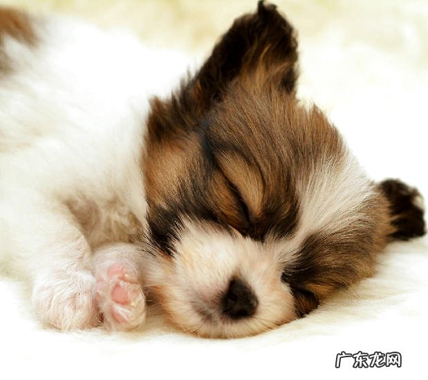 犬粮能常常换吗