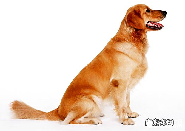 提升小狗胃口的3个方式