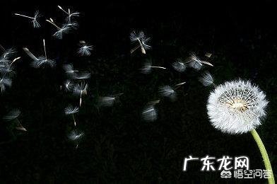 桂花能和蒲公英一起泡水吗 蒲公英能和桂花一起泡茶渴吗?