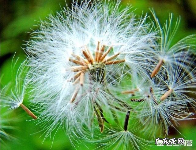 桂花能和蒲公英一起泡水吗 蒲公英能和桂花一起泡茶渴吗?