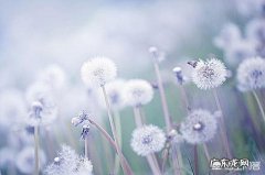 桂花能和蒲公英一起泡水吗 蒲公英能和桂花一起泡茶渴吗？