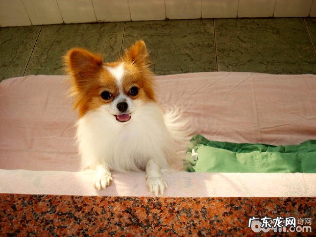 如何给蝴蝶犬清理耳朵