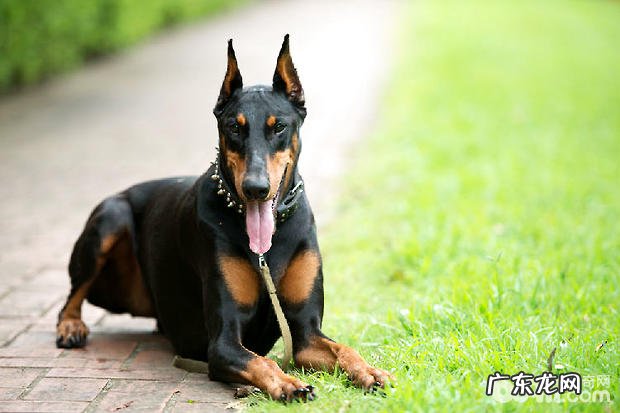 杜宾犬的美容保养方法