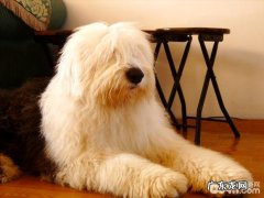 古代牧羊犬的美容保养