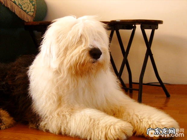 古代牧羊犬的美容保养