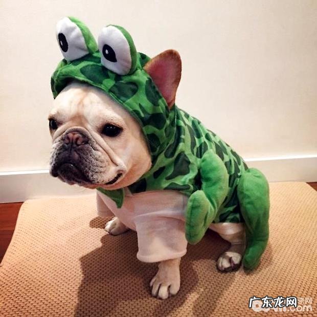 法国斗牛犬要多少钱