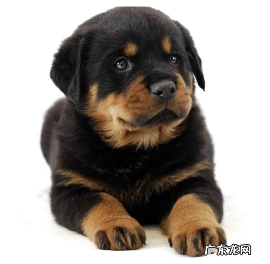 罗威纳犬的产后调理