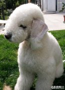 贝灵顿梗犬繁育期内的保养