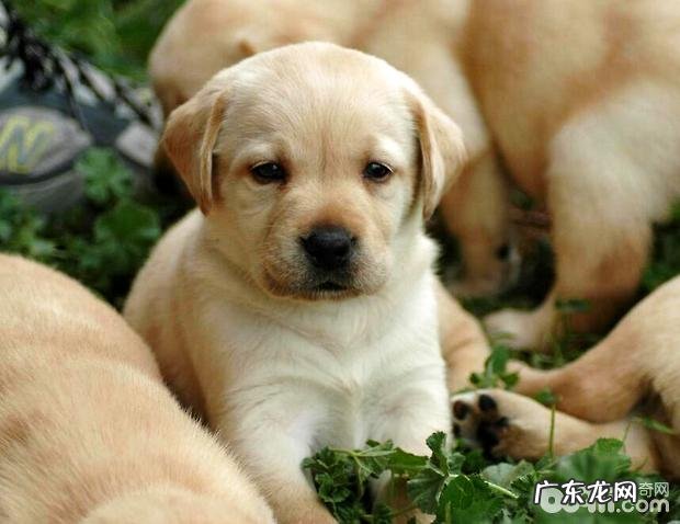 狗主欠缺护理知识 节日之后小狗排长队进医院门诊