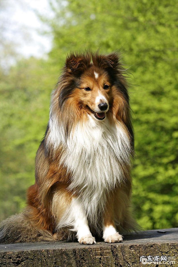 小狗还要按时修指甲