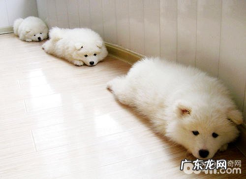 母狗繁殖期怎样保养