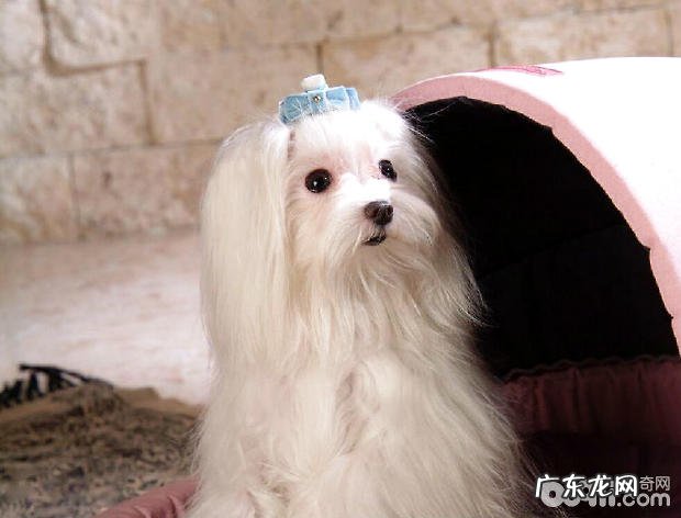 雾霾污染小狗要注意什么