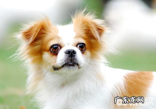 怎样保养新生儿幼狗?八个关键点