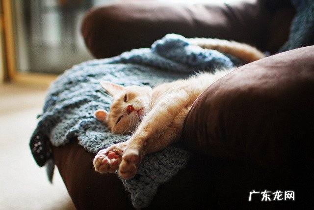 早上空腹喝红豆汤可以减肥吗