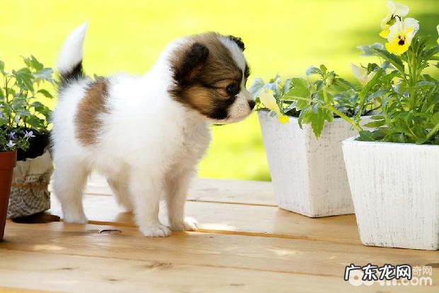 小狗补水保湿不必喝纯净水