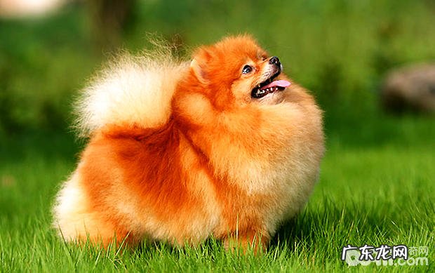 怎样能了解小狗早已肥胖症了呢