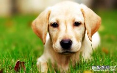 冬天应当怎样保养小狗