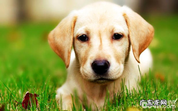 冬天应当怎样保养小狗