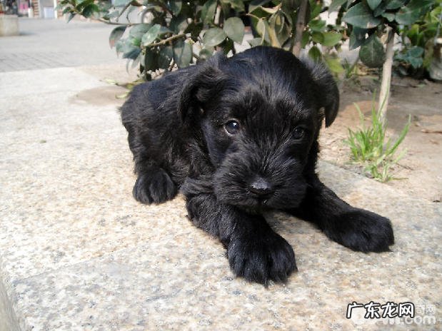 怎么给雪纳瑞狗狗拨毛？小狗拨毛方法