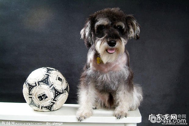 为何要给雪纳瑞狗狗剪耳