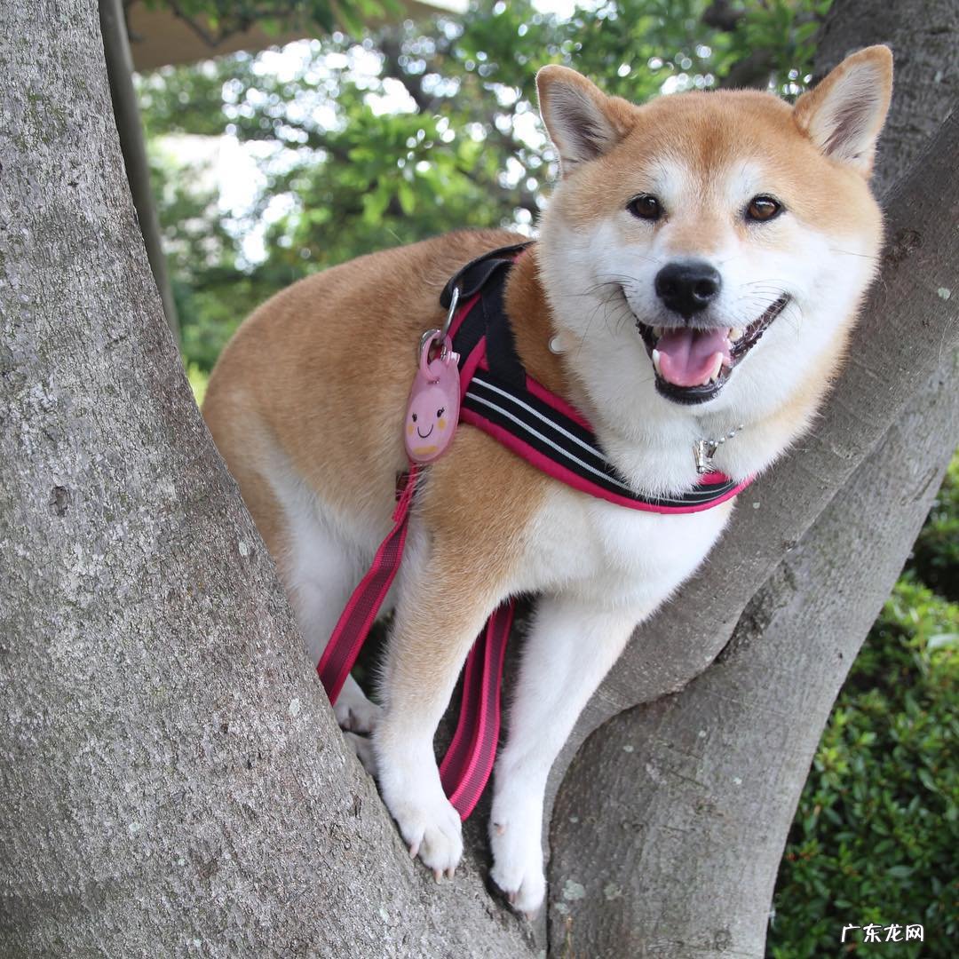 春季减肥晚餐吃什么水果?