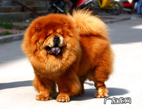 怎么给松狮狗整理头发