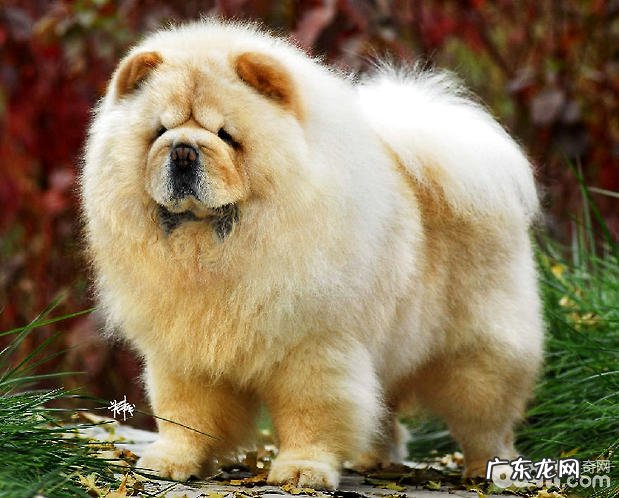 普遍的松狮美容护肤的三个流程:修指甲、冼澡、吹风机