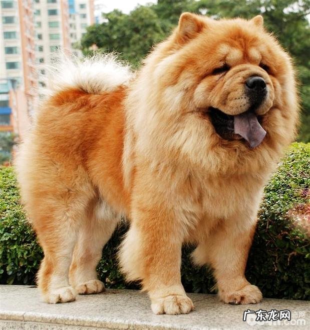 为何要给松狮狗修指甲？如何给松狮修指甲呢