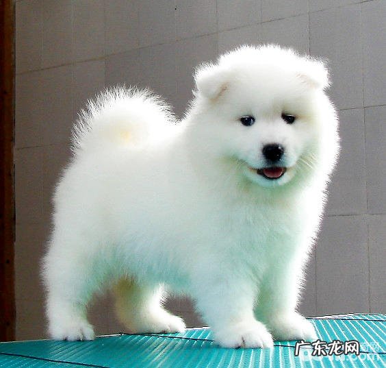 刚刚出生的萨摩耶应当如何保养呢