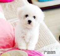 怎样能给比熊狗狗除去眼泪