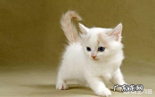 猫咪拉稀可以喝思密达吗 猫咪拉稀可以吃思密达吗,用量是多少?