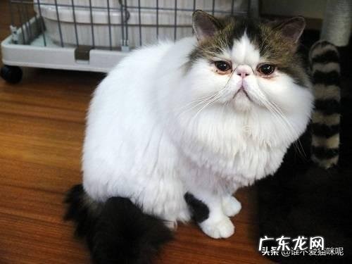 猫咪拉稀可以喝思密达吗 猫咪拉稀可以吃思密达吗,用量是多少?