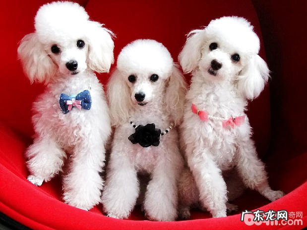 泰迪犬的背毛愈来愈淡,泰迪犬背毛有转变是为什么