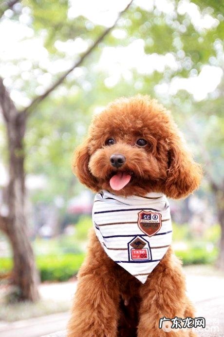 怎么给泰迪犬修指甲