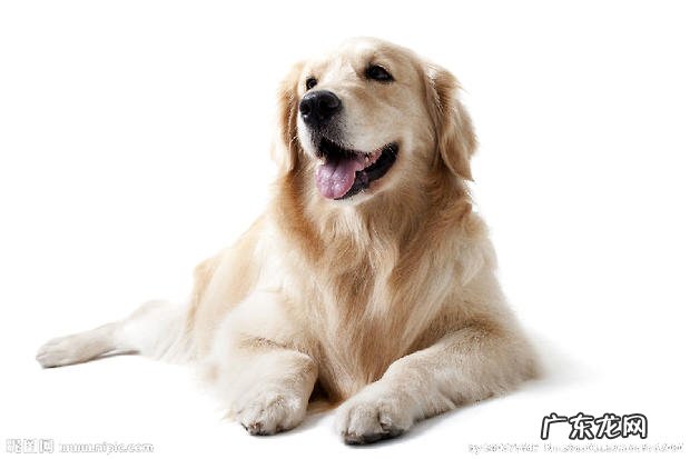 小狗为何早晨吐白沫