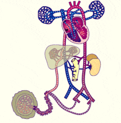 如何十天快速瘦十斤 五天瘦十斤,例假来了还能减吗?有何影响?
